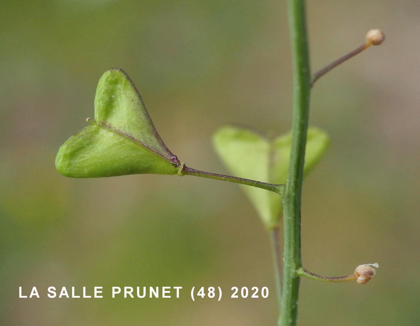 Shepherd's Purse fruit